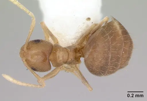 Brachymyrmex heeri specimen CASENT0173478 image casent0173478_1