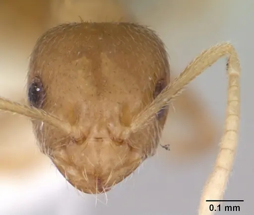 Brachymyrmex heeri specimen CASENT0173478 image casent0173478_2