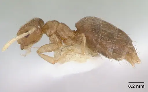 Brachymyrmex heeri specimen CASENT0173478 image casent0173478_3