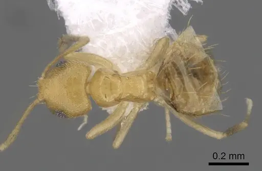 Brachymyrmex heeri specimen CASENT0249938 image casent0249938_1