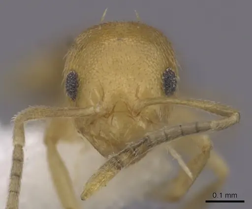 Brachymyrmex heeri specimen CASENT0249938 image casent0249938_2