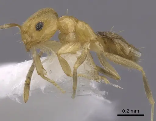 Brachymyrmex heeri specimen CASENT0249938 image casent0249938_3