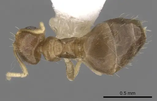Brachymyrmex heeri specimen CASENT0249939 image casent0249939_1