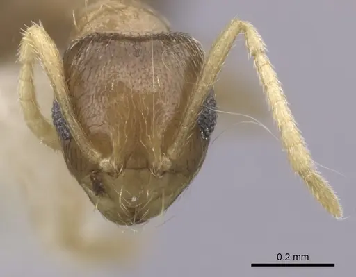 Brachymyrmex heeri specimen CASENT0249939 image casent0249939_2