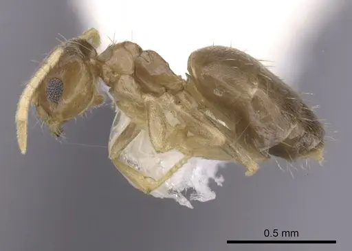 Brachymyrmex heeri specimen CASENT0249939 image casent0249939_3