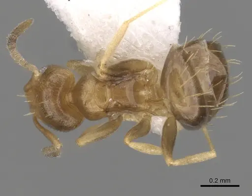 Brachymyrmex heeri specimen CASENT0249940 image casent0249940_1