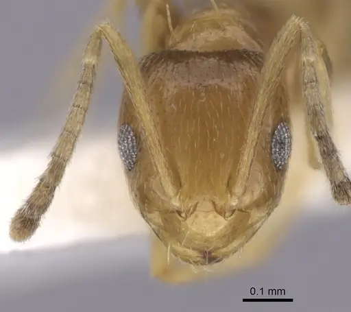 Brachymyrmex heeri specimen CASENT0249940 image casent0249940_2