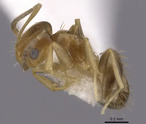 Brachymyrmex heeri specimen CASENT0249940 image casent0249940_3