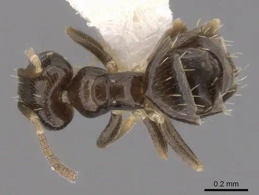 Brachymyrmex heeri specimen CASENT0249941 image casent0249941_1