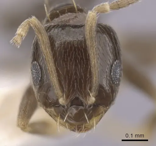Brachymyrmex heeri specimen CASENT0249941 image casent0249941_2