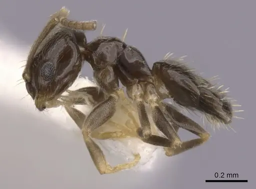 Brachymyrmex heeri specimen CASENT0249941 image casent0249941_3