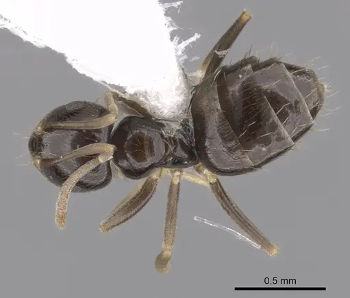 Brachymyrmex heeri specimen CASENT0249942 image casent0249942_1