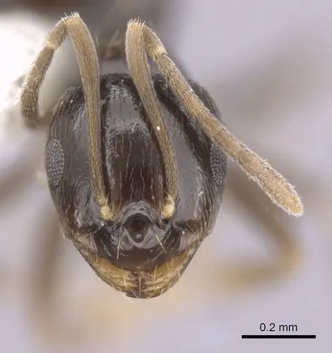 Brachymyrmex heeri specimen CASENT0249942 image casent0249942_2