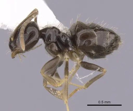 Brachymyrmex heeri specimen CASENT0249942 image casent0249942_3