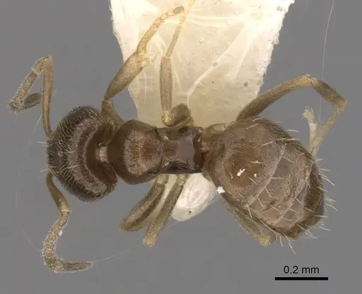 Brachymyrmex heeri specimen CASENT0249943 image casent0249943_1