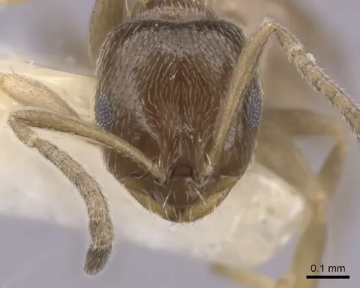 Brachymyrmex heeri specimen CASENT0249943 image casent0249943_2