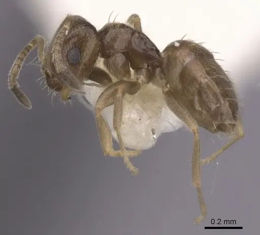 Brachymyrmex heeri specimen CASENT0249943 image casent0249943_3