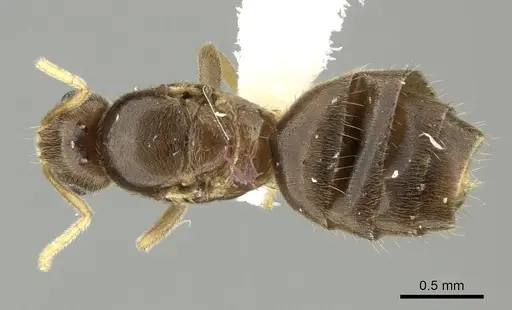 Brachymyrmex heeri specimen CASENT0619187 image casent0619187_1