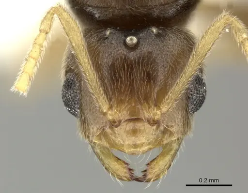 Brachymyrmex heeri specimen CASENT0619187 image casent0619187_2