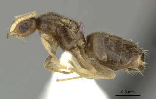 Brachymyrmex heeri specimen CASENT0619187 image casent0619187_3