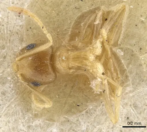 Brachymyrmex heeri specimen CASENT0903119 image casent0903119_1