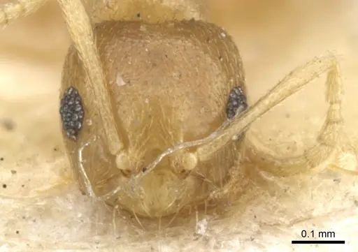 Brachymyrmex heeri specimen CASENT0903119 image casent0903119_2