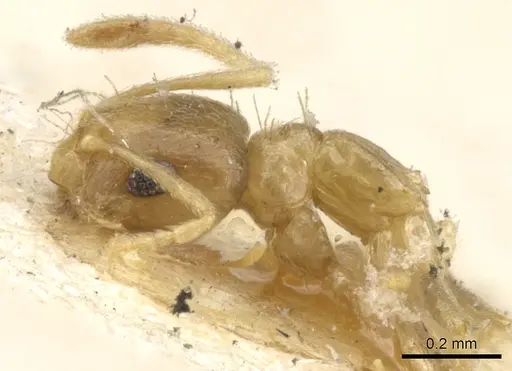 Brachymyrmex heeri specimen CASENT0903119 image casent0903119_3