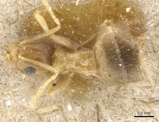 Brachymyrmex heeri specimen CASENT0905791 image casent0905791_1