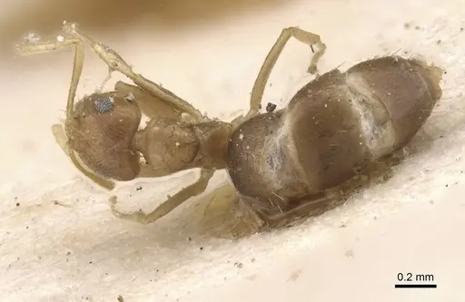Brachymyrmex heeri specimen CASENT0911600 image casent0911600_1