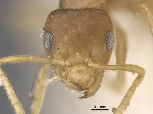 Brachymyrmex heeri specimen CASENT0911600 image casent0911600_2