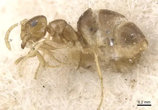 Brachymyrmex heeri specimen CASENT0911600 image casent0911600_3