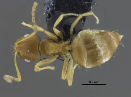 Brachymyrmex heeri specimen CBUMAGENT41877 image cbumagent41877_1