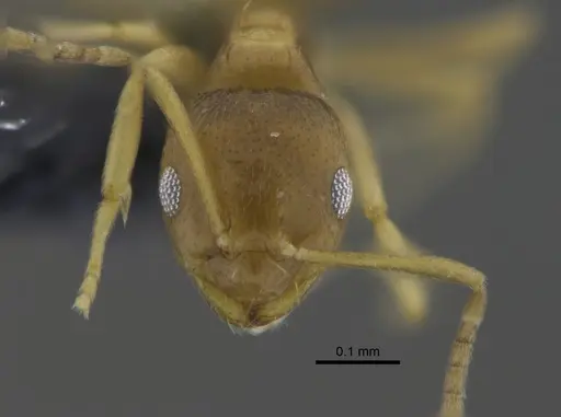 Brachymyrmex heeri specimen CBUMAGENT41877 image cbumagent41877_2