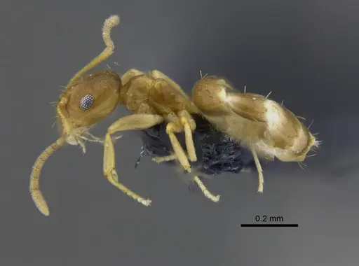 Brachymyrmex heeri specimen CBUMAGENT41877 image cbumagent41877_3