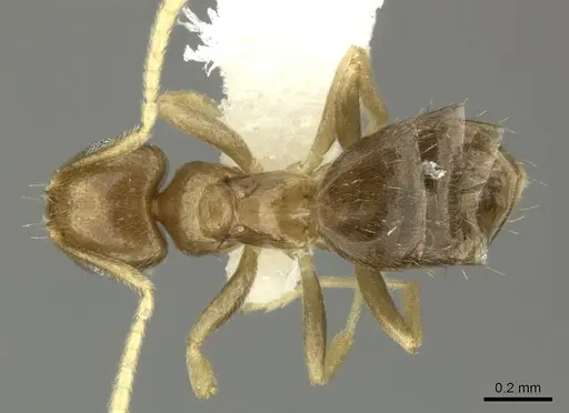 Brachymyrmex heeri specimen JTLC000005257 image jtlc000005257_1
