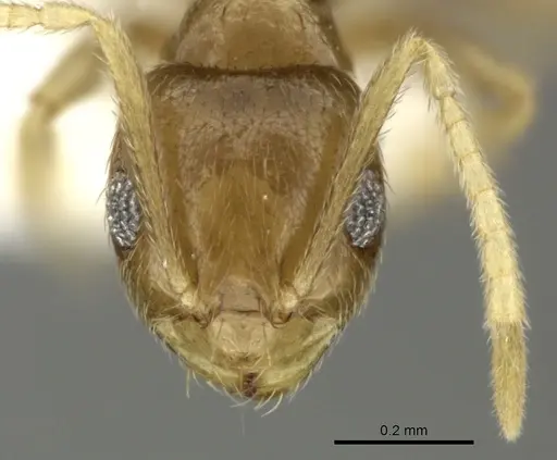 Brachymyrmex heeri specimen JTLC000005257 image jtlc000005257_2