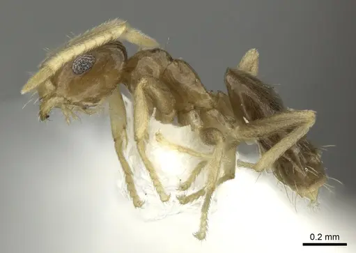 Brachymyrmex heeri specimen JTLC000005257 image jtlc000005257_3