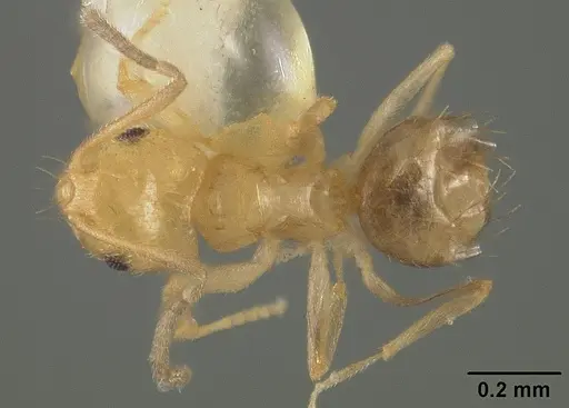 Brachymyrmex heeri specimen USNMENT00413997 image usnment00413997_1