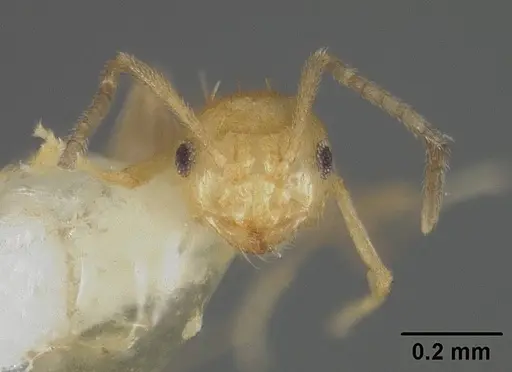 Brachymyrmex heeri specimen USNMENT00413997 image usnment00413997_2