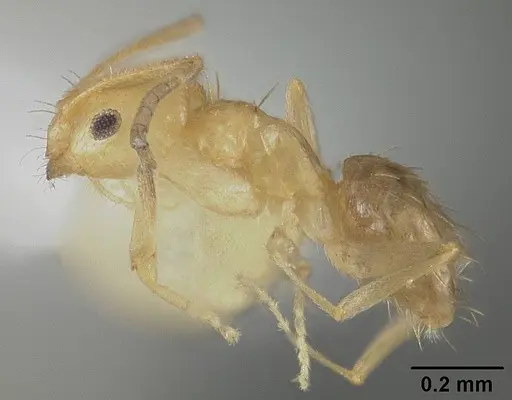 Brachymyrmex heeri specimen USNMENT00413997 image usnment00413997_3