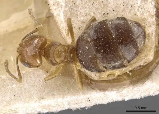 Brachymyrmex heeri specimen USNMENT00757166 image usnment00757166_1