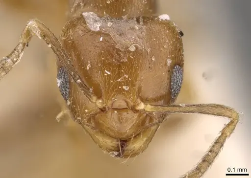 Brachymyrmex heeri specimen USNMENT00757166 image usnment00757166_2