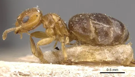 Brachymyrmex heeri specimen USNMENT00757166 image usnment00757166_3
