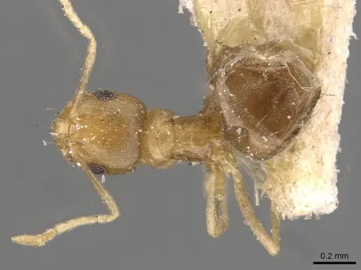 Brachymyrmex heeri specimen USNMENT00757169 image usnment00757169_1