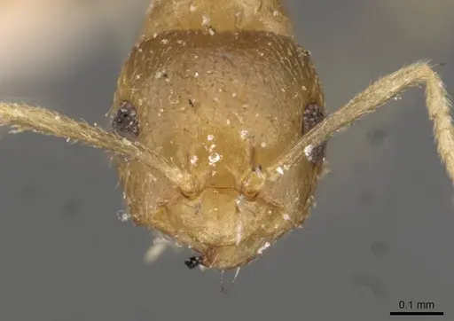Brachymyrmex heeri specimen USNMENT00757169 image usnment00757169_2