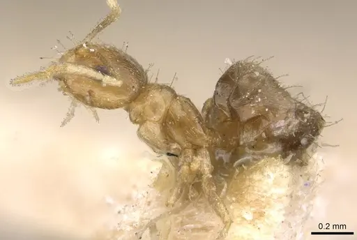 Brachymyrmex heeri specimen USNMENT00757169 image usnment00757169_3