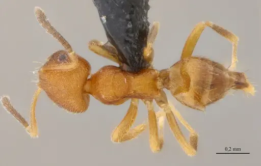 Brachymyrmex iridescens specimen UFV-LABECOL-010768 image ufv-labecol-010768_1