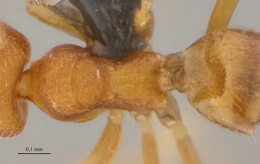Brachymyrmex iridescens specimen UFV-LABECOL-010768 image ufv-labecol-010768_2