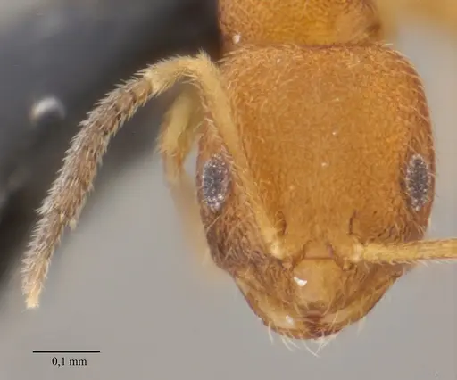 Brachymyrmex iridescens specimen UFV-LABECOL-010768 image ufv-labecol-010768_3