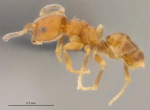 Brachymyrmex iridescens specimen UFV-LABECOL-010768 image ufv-labecol-010768_4